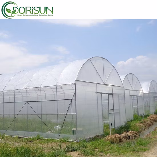 관개 시스템을 갖춘 토마토용 온실을 사용하는 농업 제품