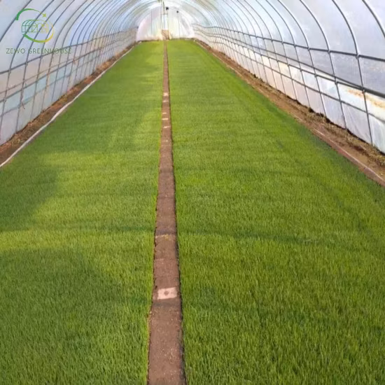 양면 환기 생산 묘목 트레이 온실